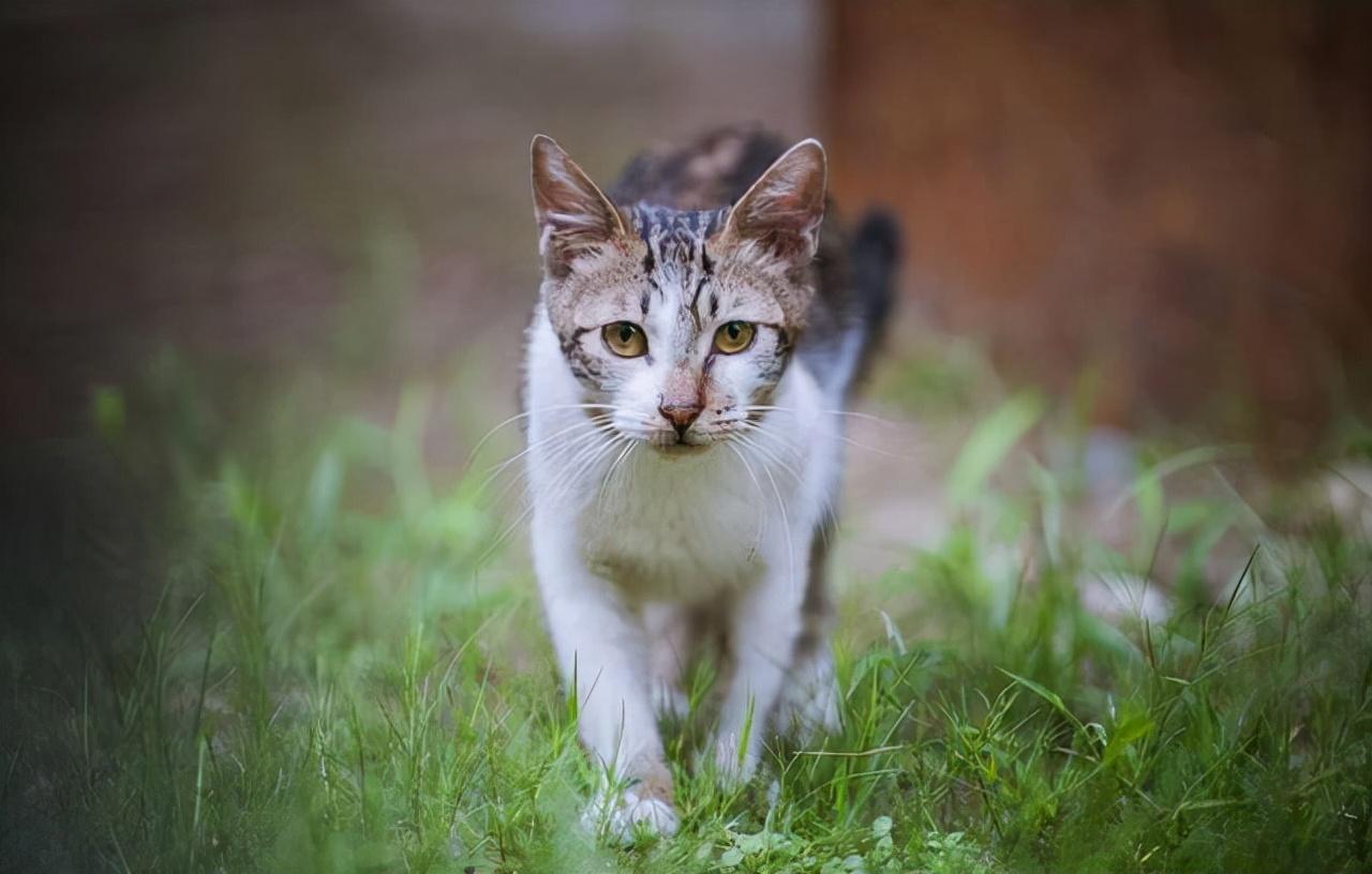 猫咪离世前对主人告别猫咪离世前对主人的告别可能表现为一些特殊的迹象和行为。虽然动物的情感无法用言语直接表达，但一些猫咪在生命的最后阶段可能会展现出一些特殊的迹象和行为，来表达对主人的依恋和告别。请注意，每只猫咪都是独特的，因此表现可能会有所不同。