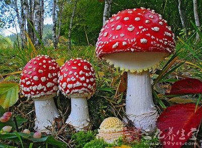 游客采食蘑菇中毒怎么处理如果游客在采食蘑菇后发生中毒，可以采取以下措施进行处理