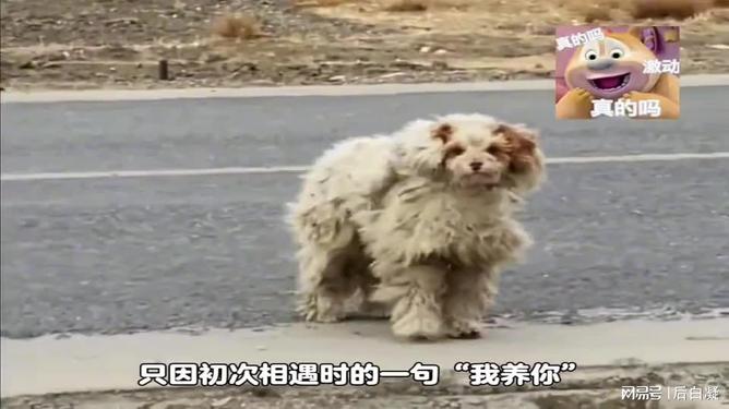 流浪狗遭遇流浪狗遭遇，社会的边缘与关怀的力量