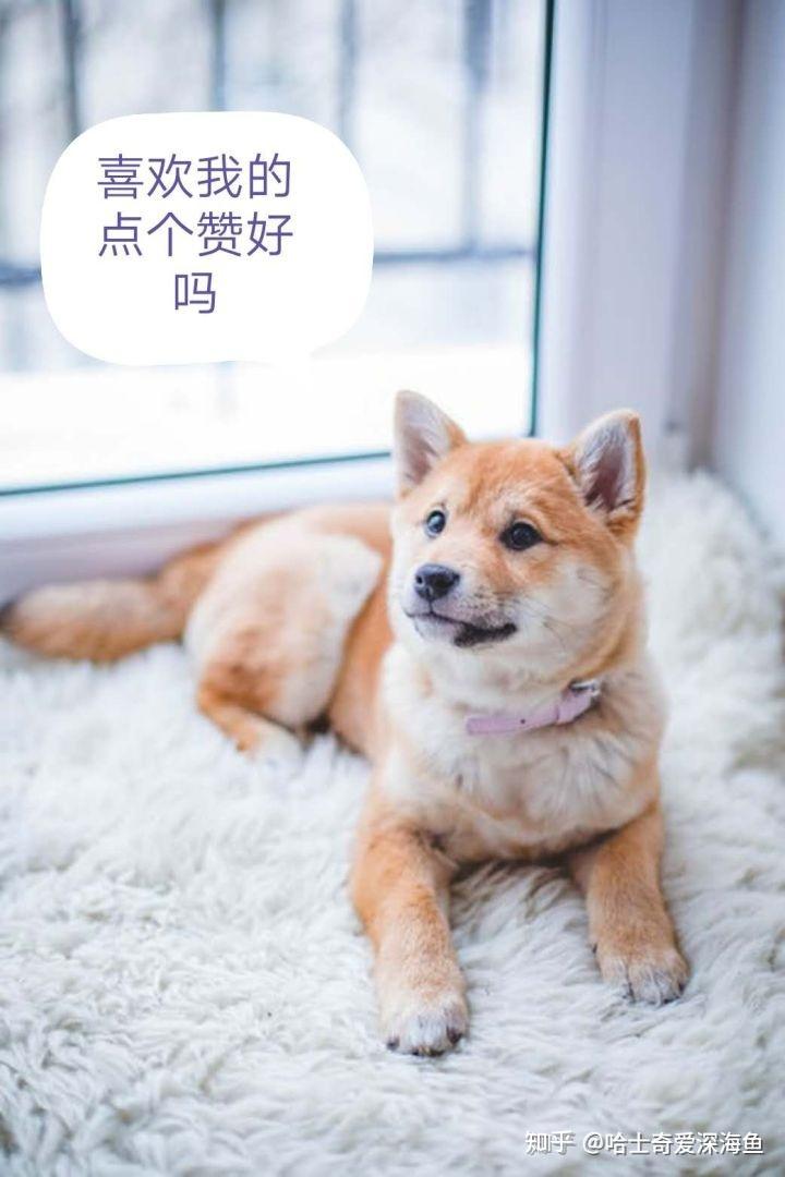 再说一遍 不是“机器狗”揭秘真相，再说一遍，我们并非机器狗